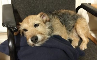 Canine capers – now also in the White Hart!