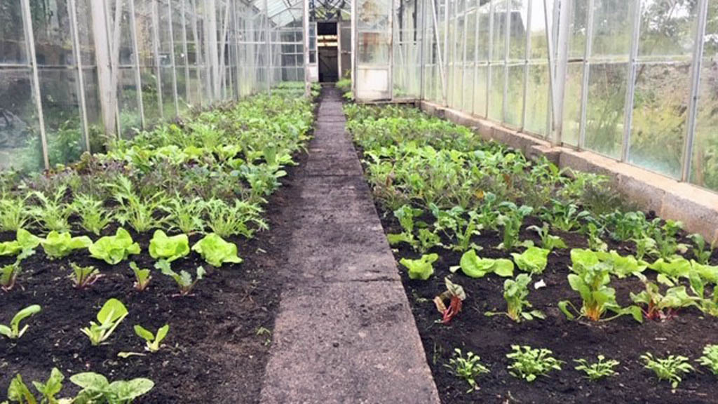 November planting in the repaired greenhouse