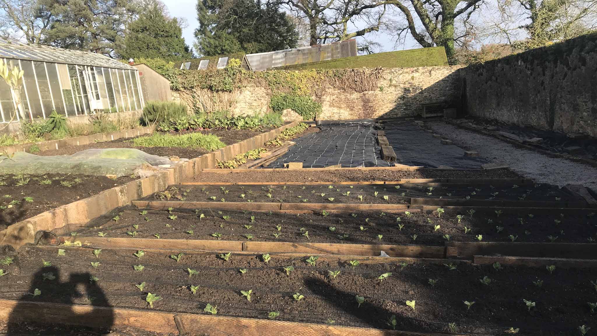 Raised beds planted Walled Garden