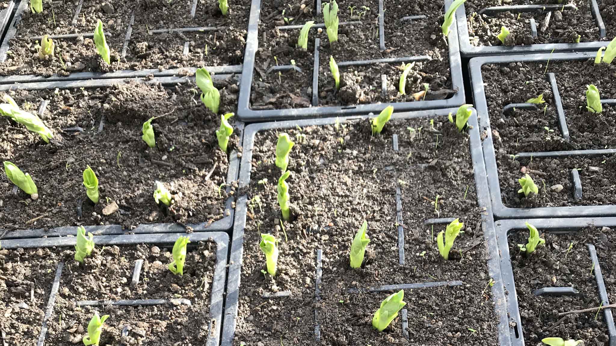 Walled Garden seed pots