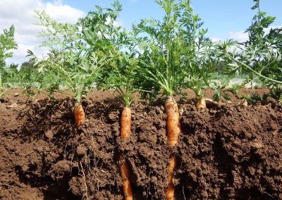 carrots in soil
