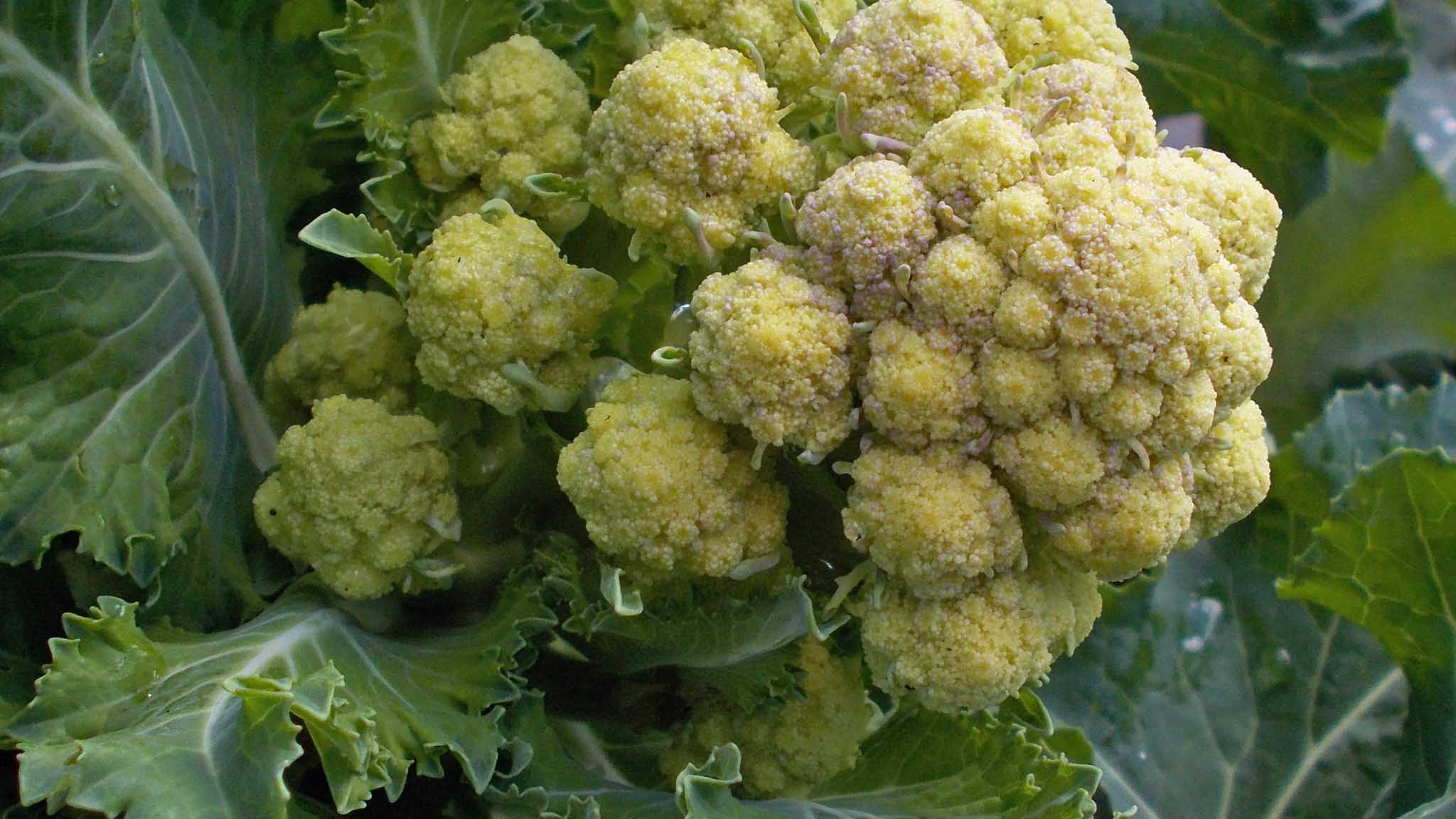 White sprouting broccoli