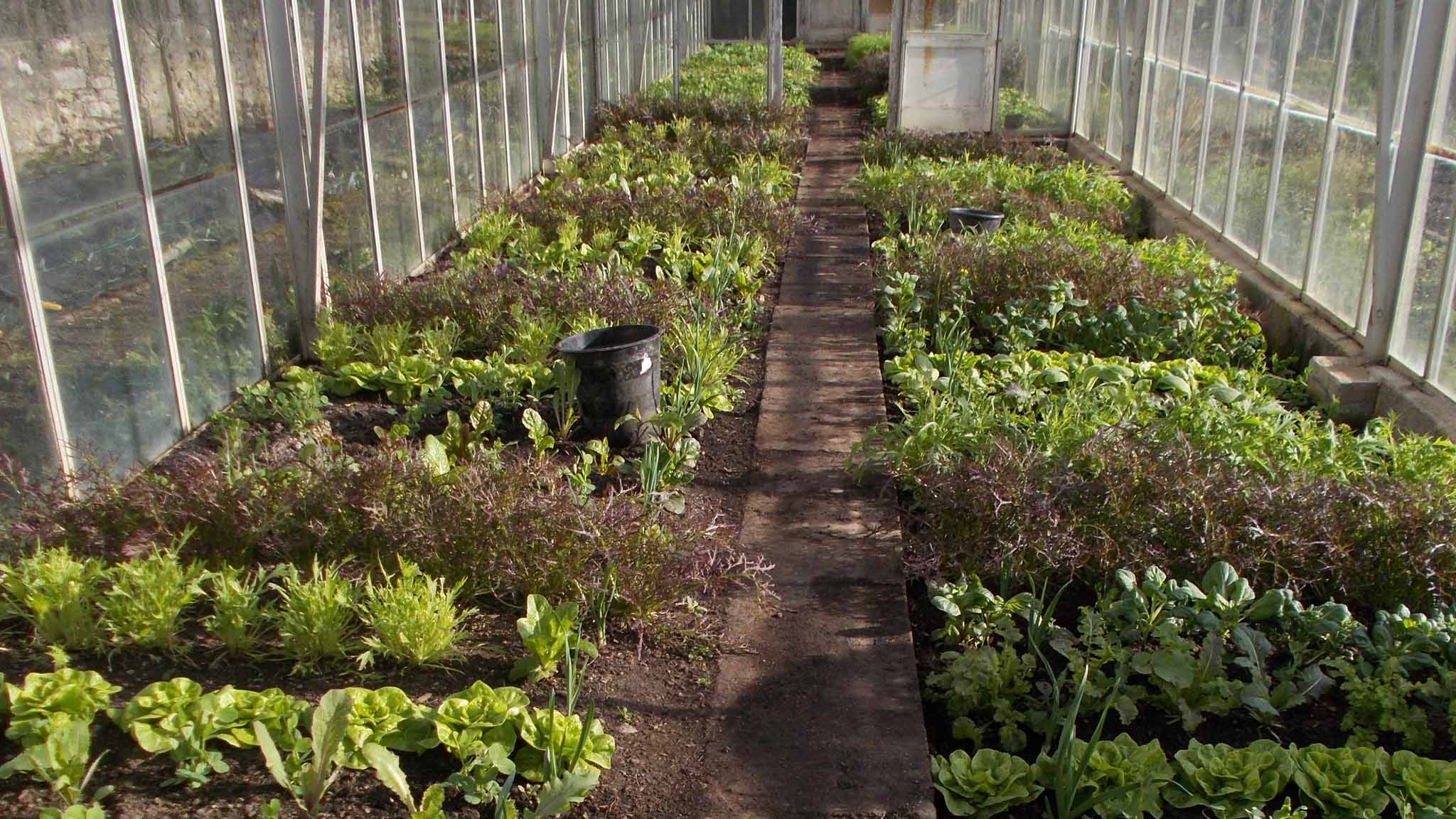 salad leaves growing in the walled garden