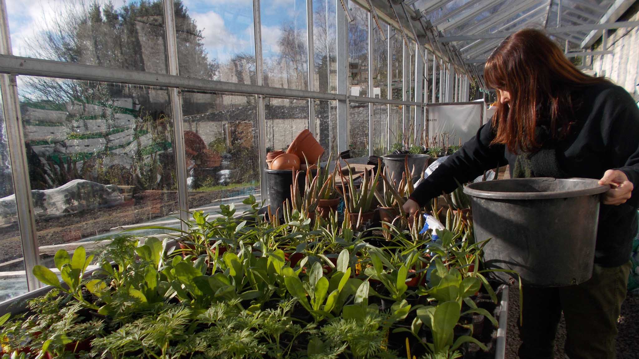 Sarah with hardy annuals