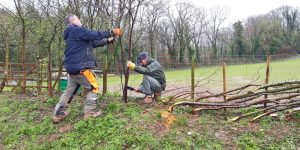 mike newby hedge laying