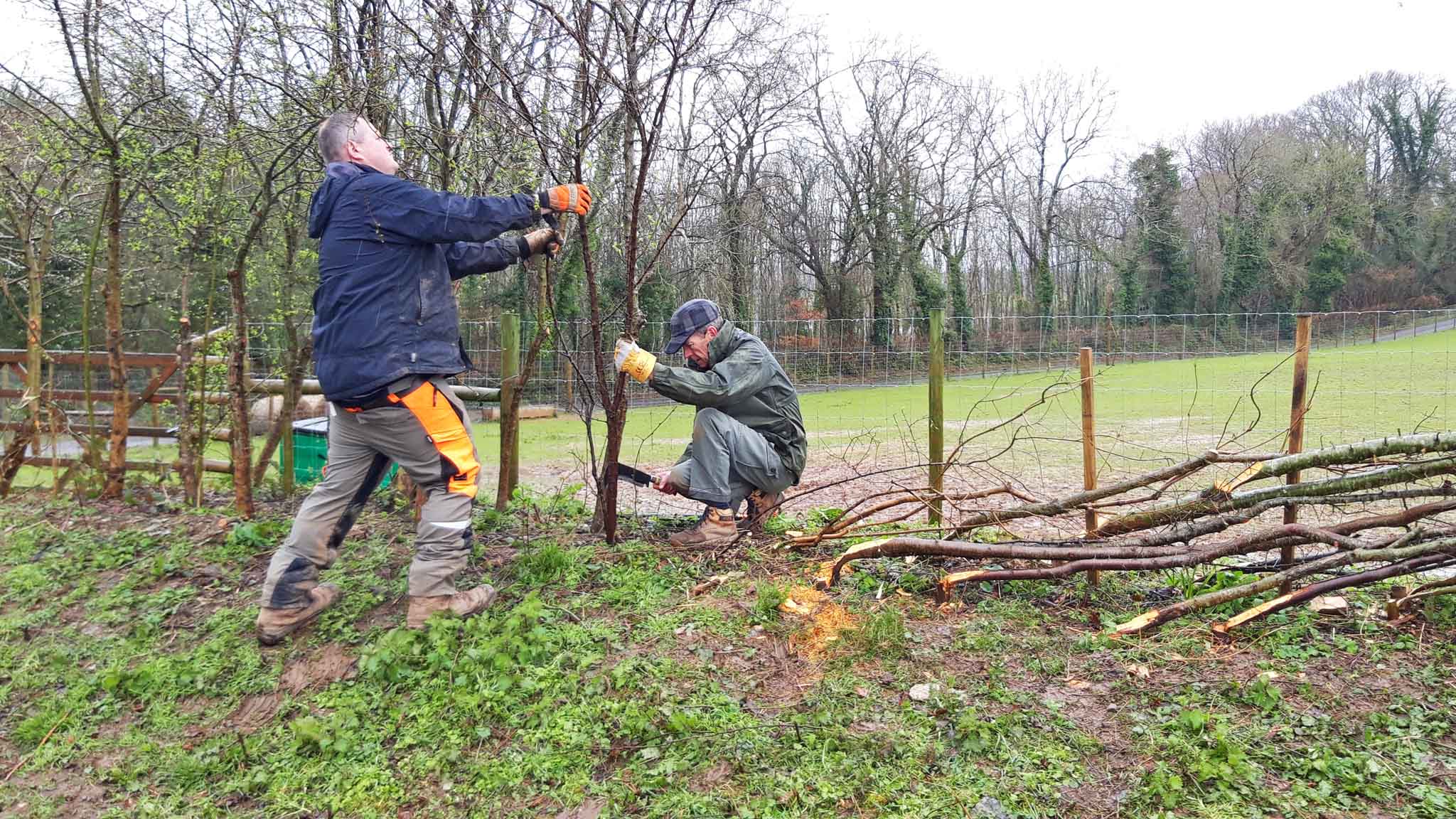 Mike Newby (left) laying hedges at Dartington. Credit: Vicky Churchhill