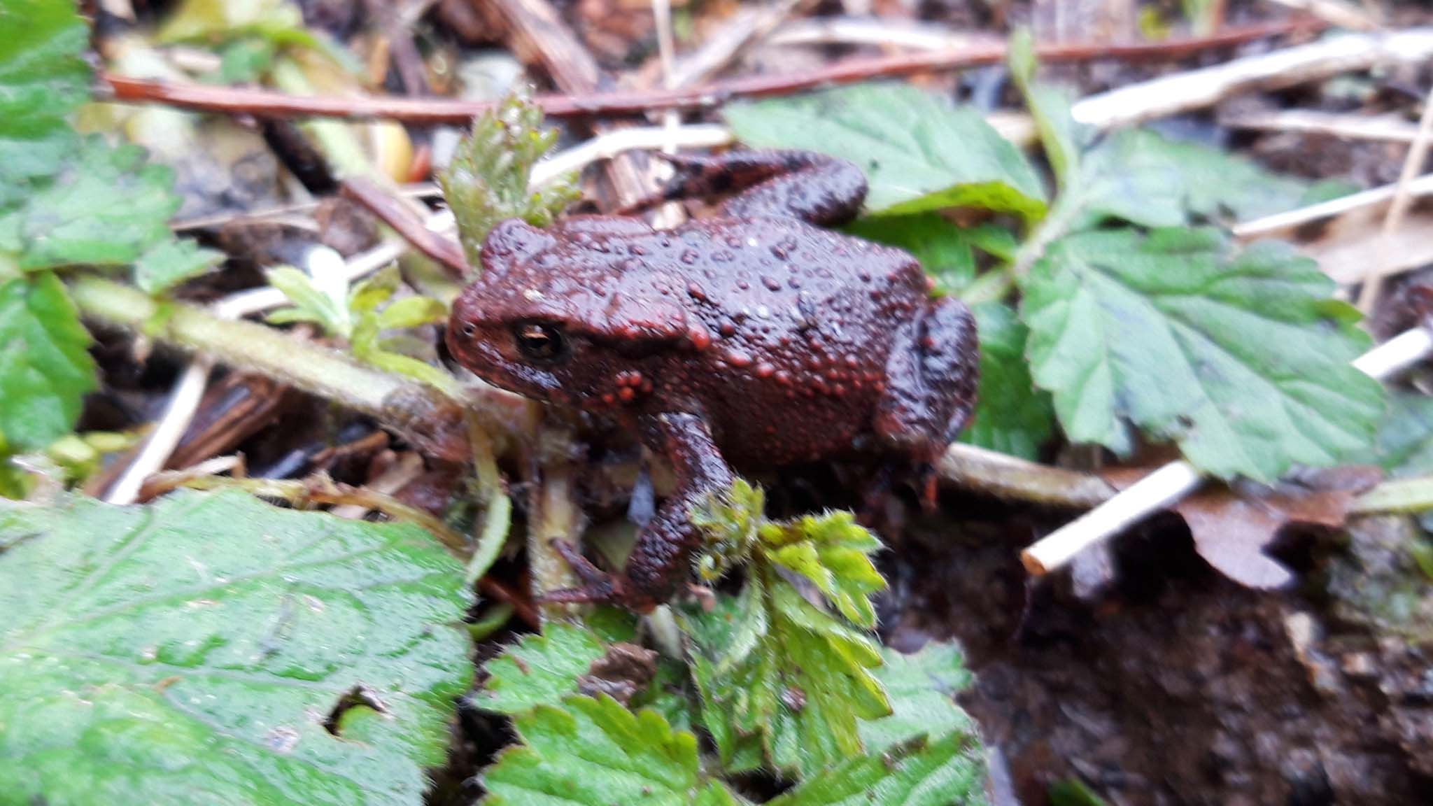 Toad seen at Dartington. Credit: Vicky Churchhill