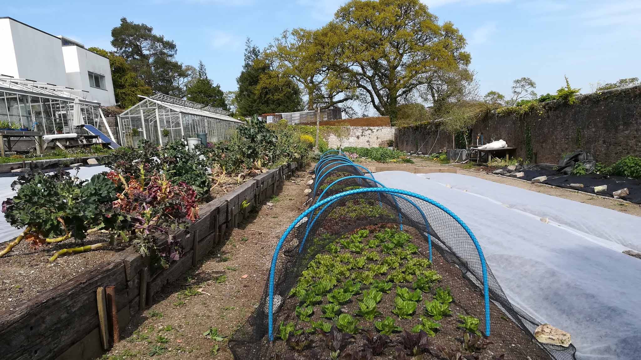 This is the lettuce bed in April , fleece now remove and replaced with netting to keep off the birdT