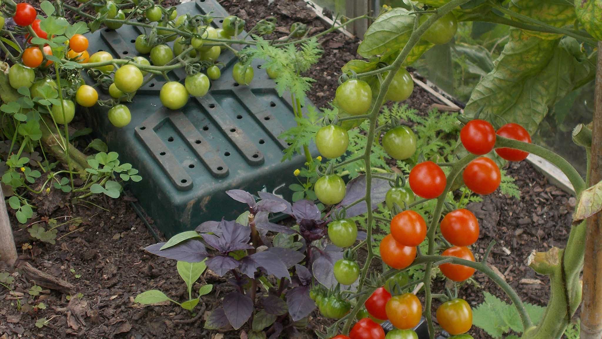 Tomatoes in the Walled Garden greenhouse