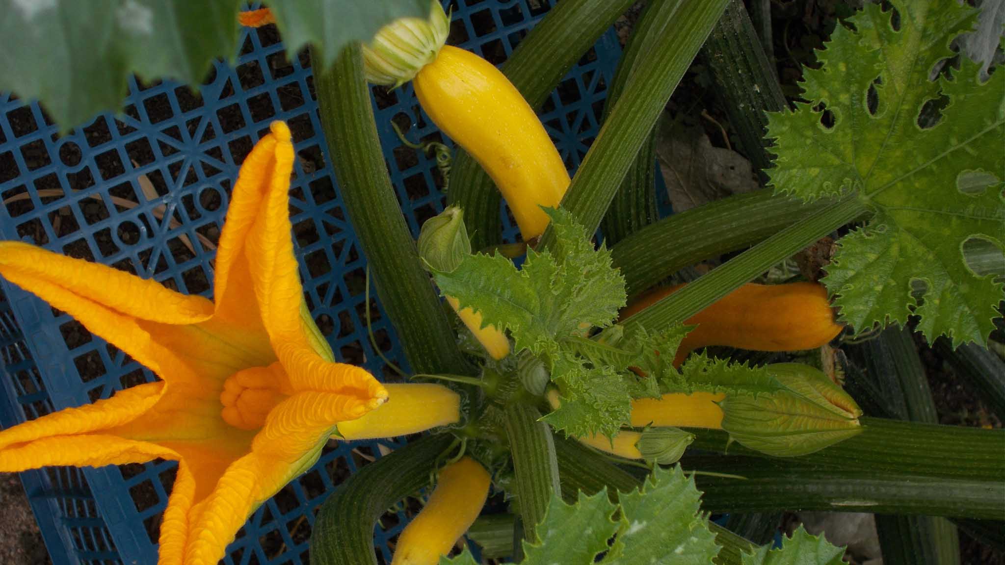 Squash in the Walled Garden greenhouse