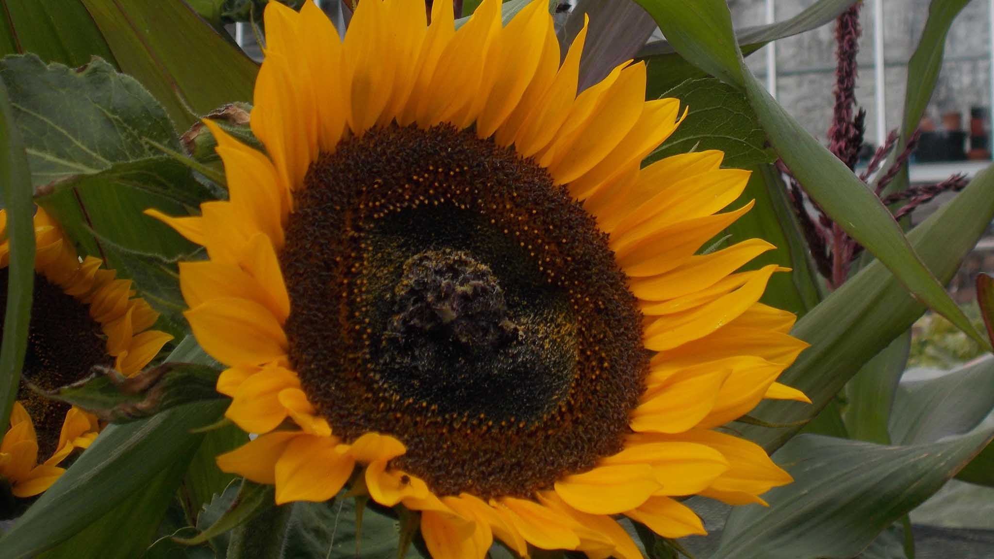 Walled Garden sunflower