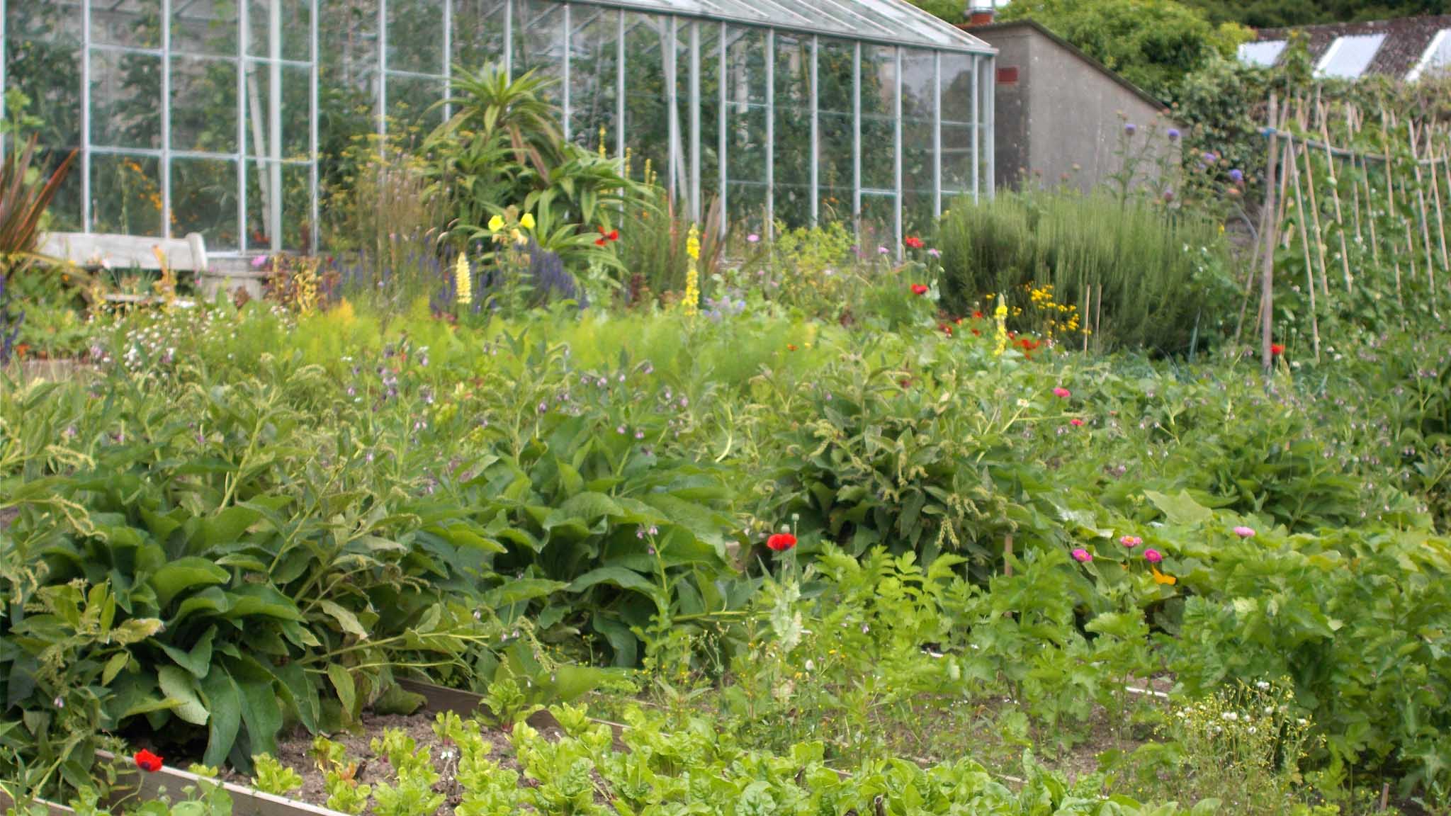 Walled Garden vegetables harvested in May