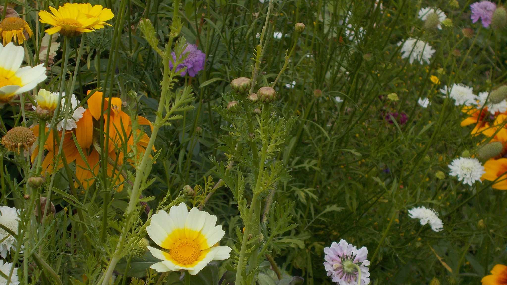 Walled Garden wildflowers