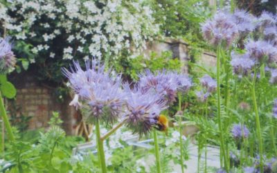 ‘On the edge’ – a gardener’s diary