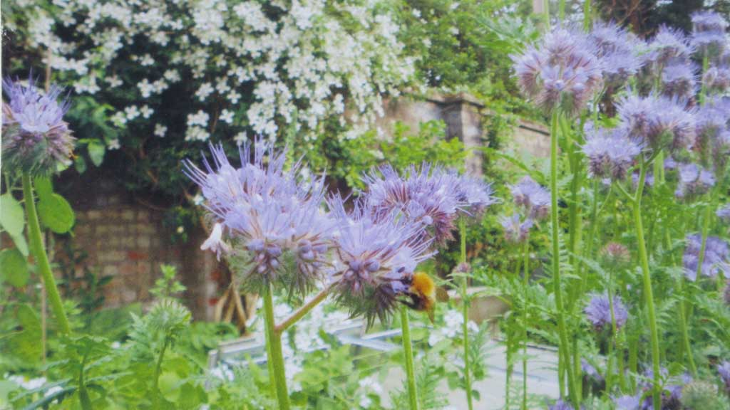 'before' and 'after' images of Mary's walled garden