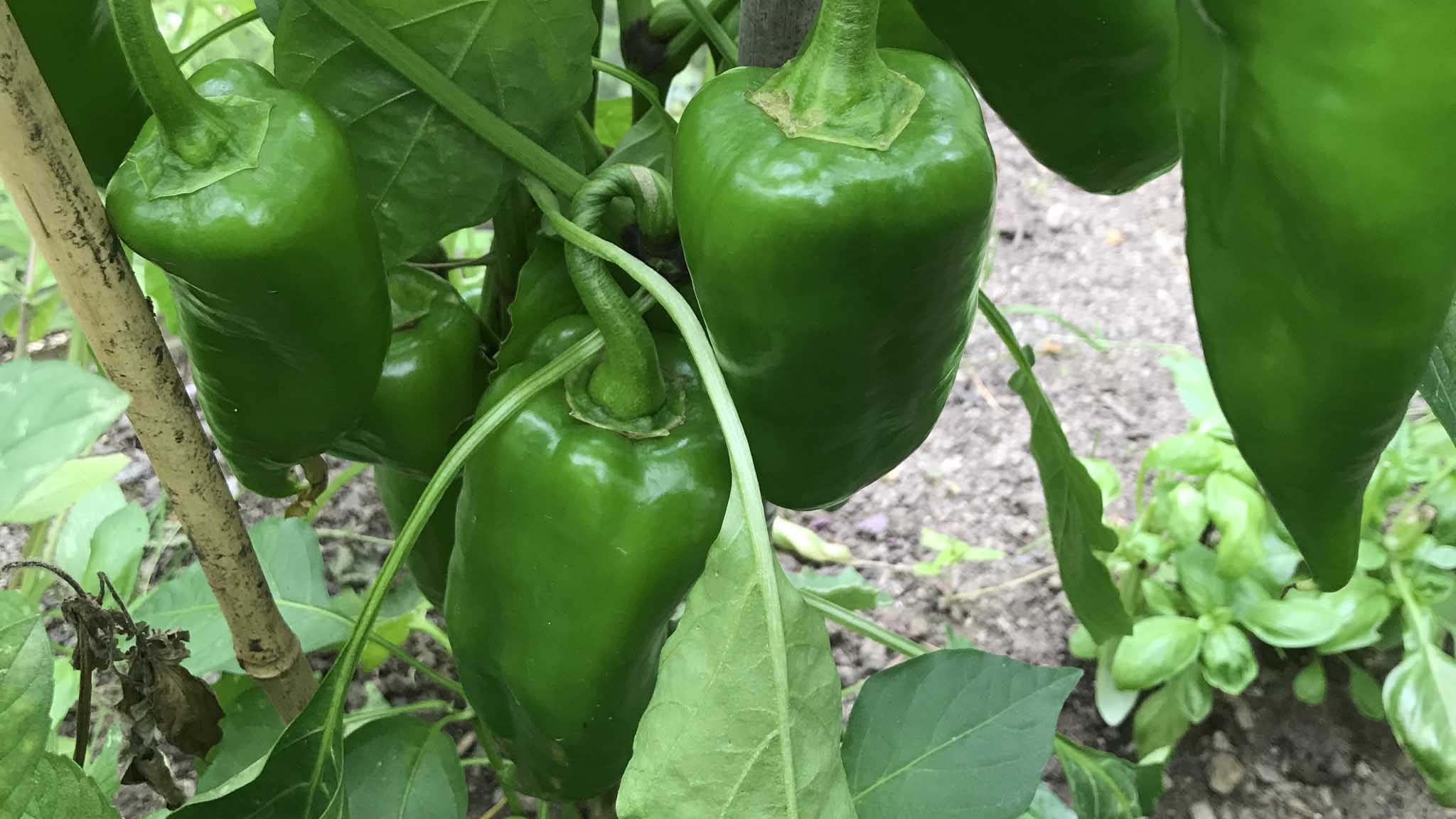 Green peppers