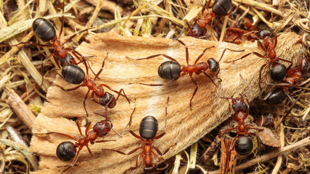 narrow-headed ant narrow-headed ant