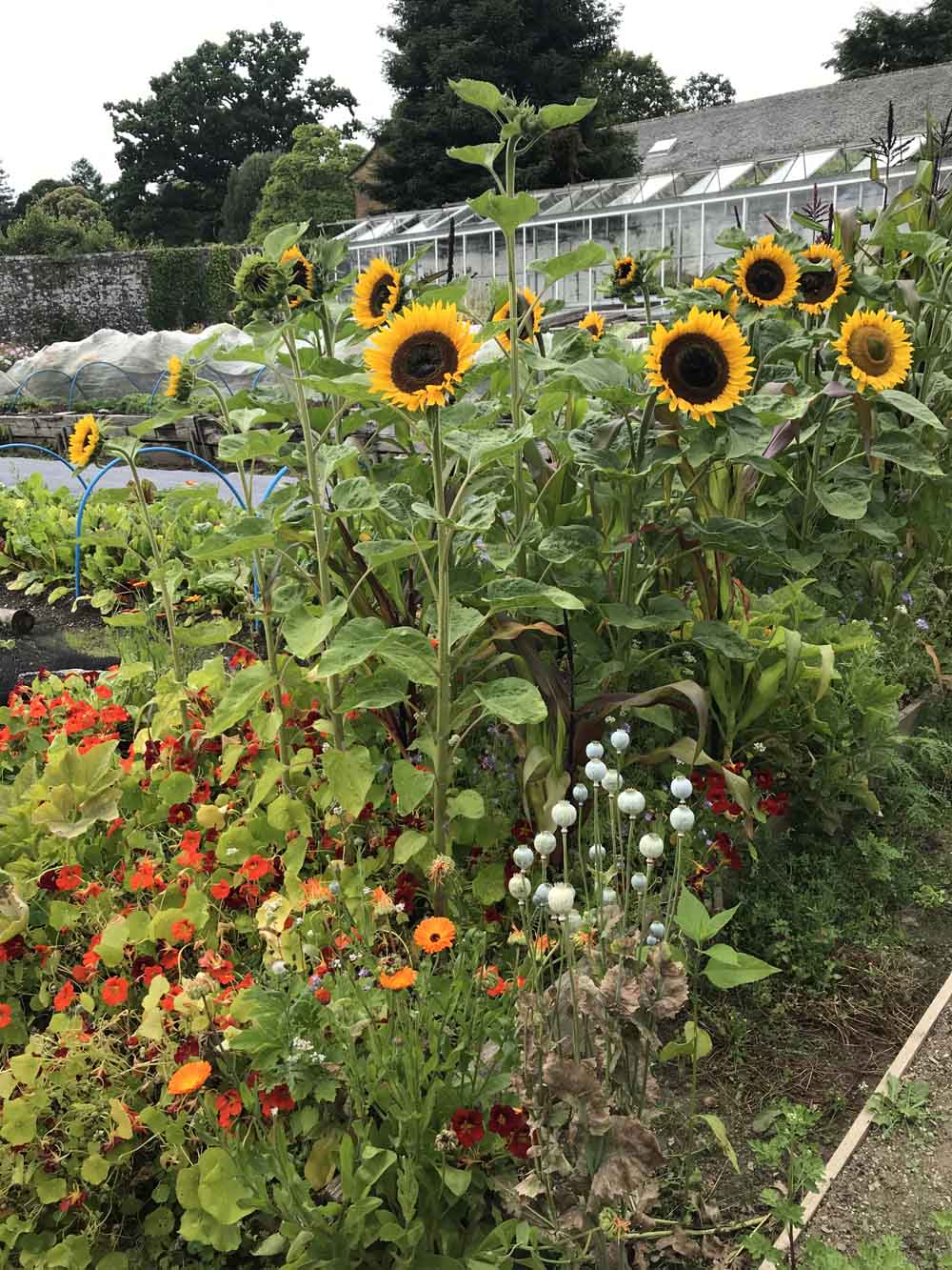 Walled Garden, August 2020