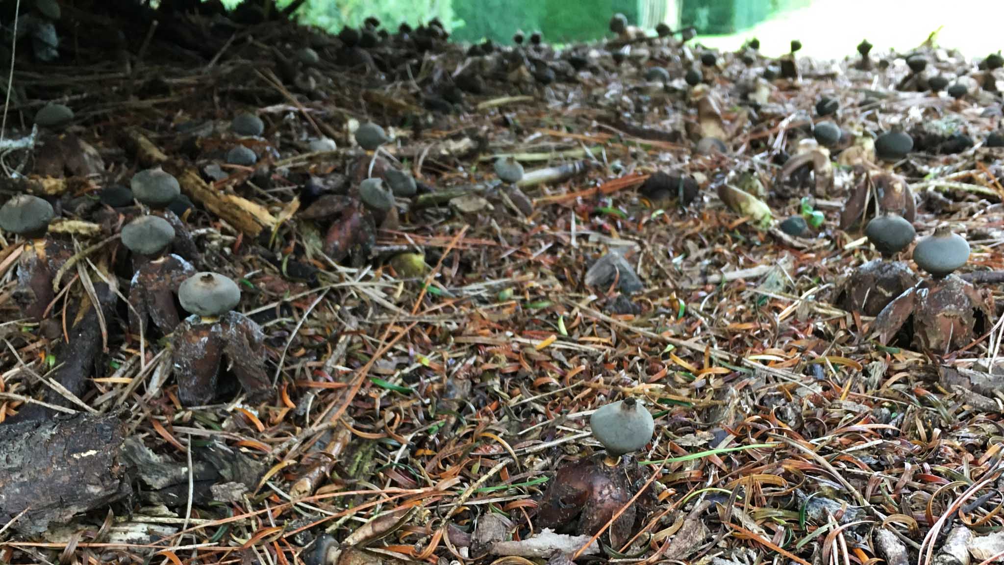 rare 'Earthstar' fungus