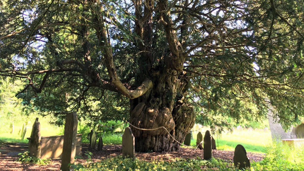old yew tree