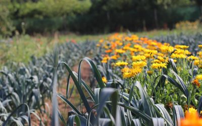 Meet our Head Gardener and horticulture specialist Colum Pawson