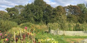 Forest garden in Henri's Field on Dartington Estate