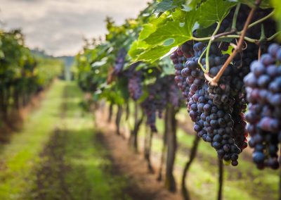 Grape,Harvest