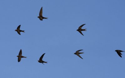 Volunteer blog: Seeking a swift encounter