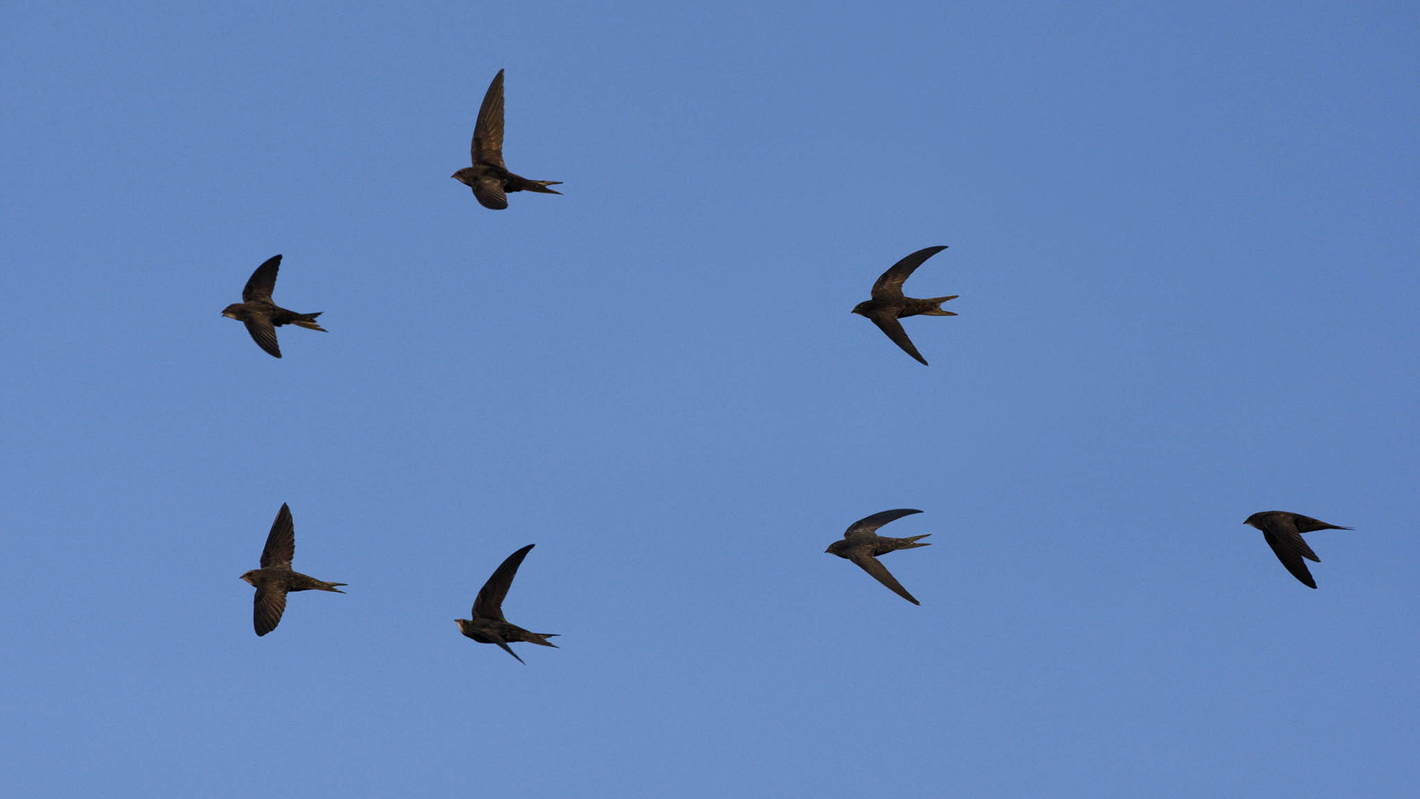 swifts in flight swifts in flight