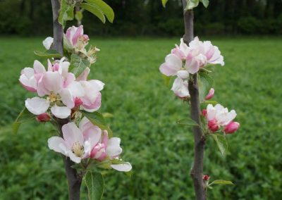 Apple tree blossom