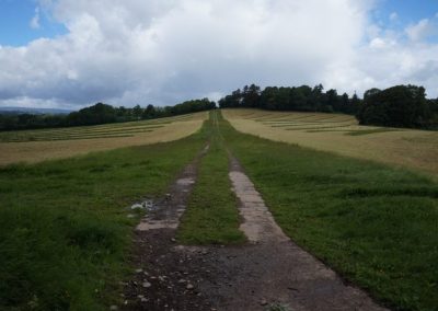 Broadlears agroforestry field East corner, June 2017