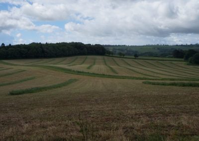 Broadlears agroforesty field North corner, June 2017