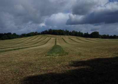 Broadlears agroforesty field South corner, June 2017