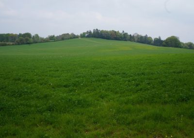 Broadlears agroforesty field South corner, May 2017