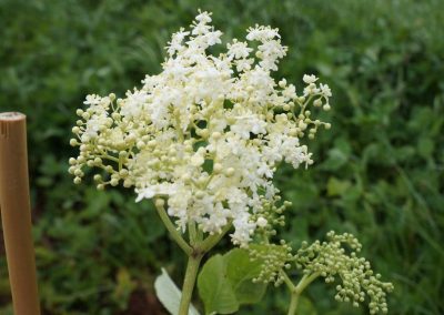 Elderflower blossom, close-up