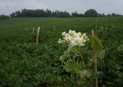 Elderflower blossom with plant row in background