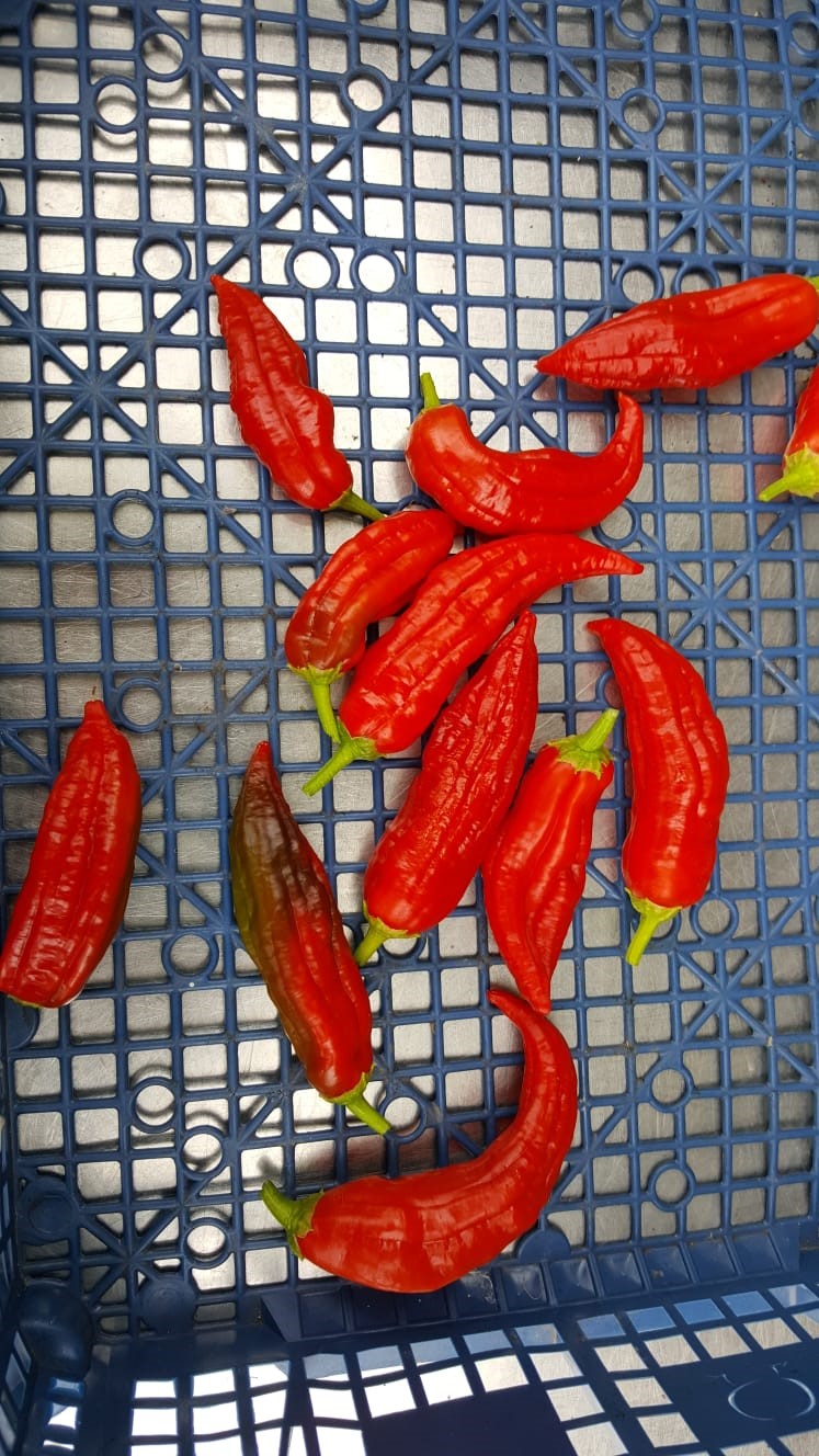 Chilies 