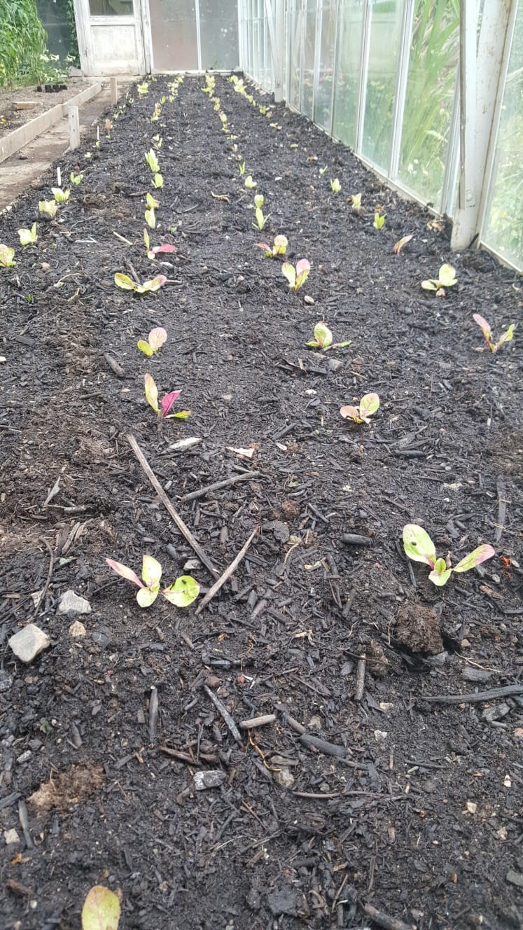 Aubergines cleared and chicory seedlings planted