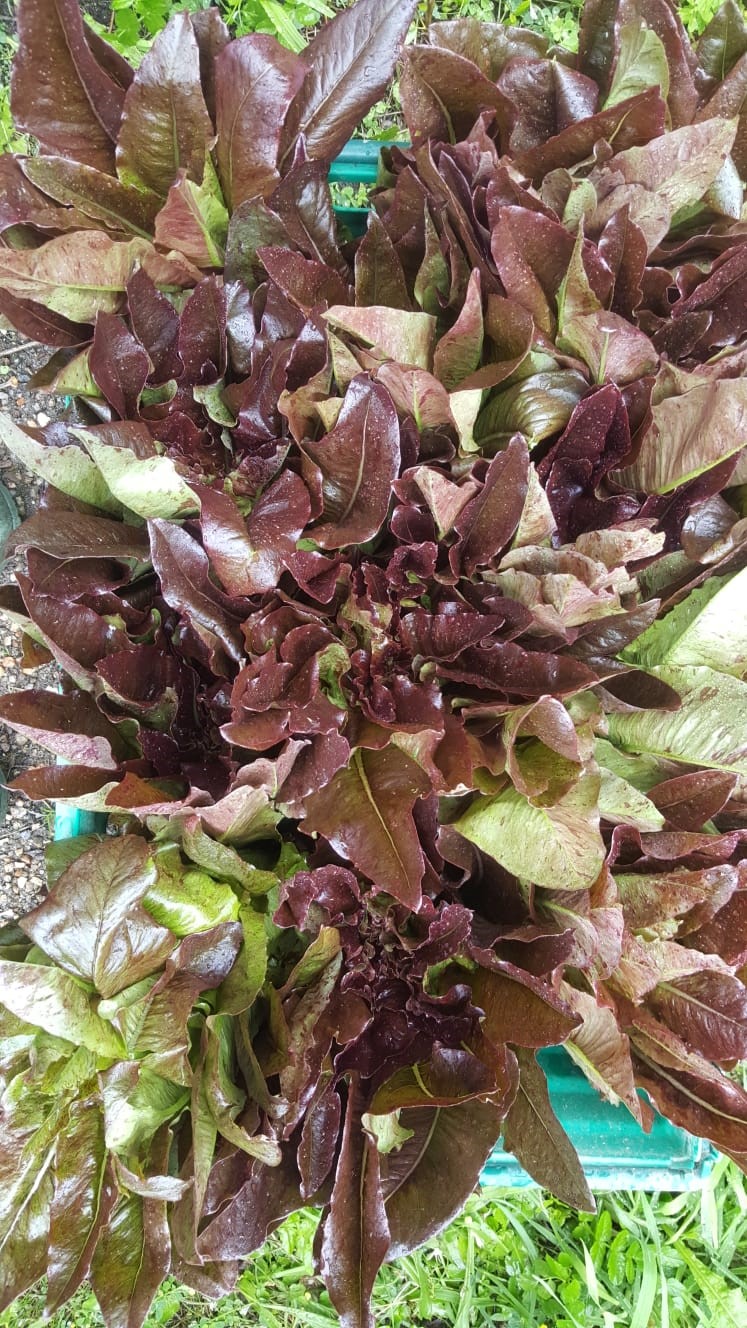 Deer tongue lettuce