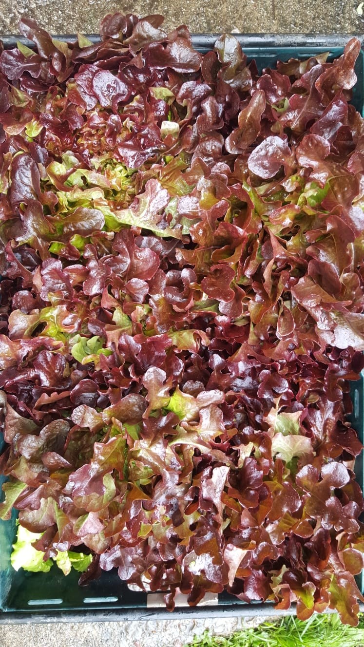 red salad bowl lettuce