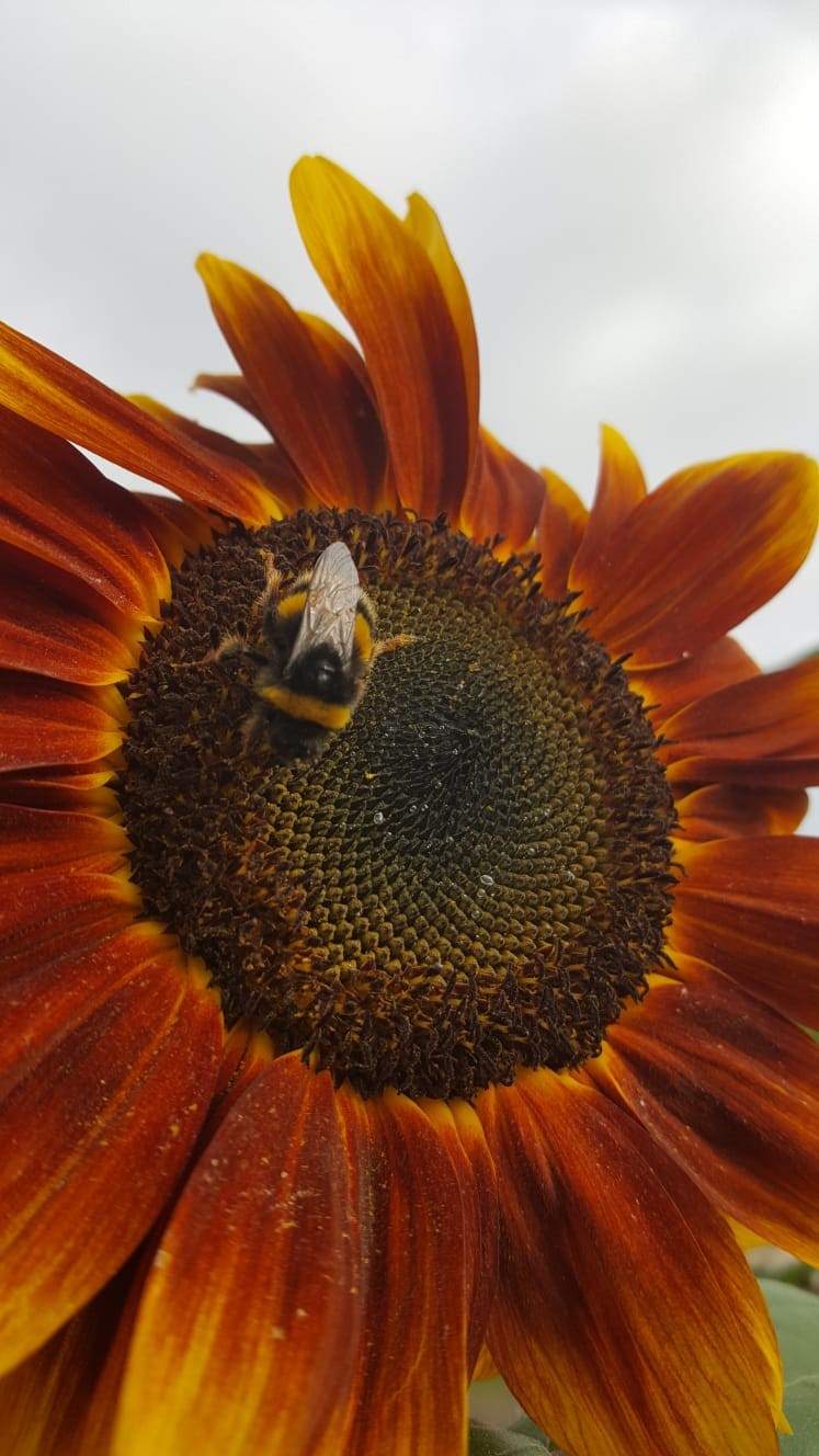 Sunflower with pollinator!