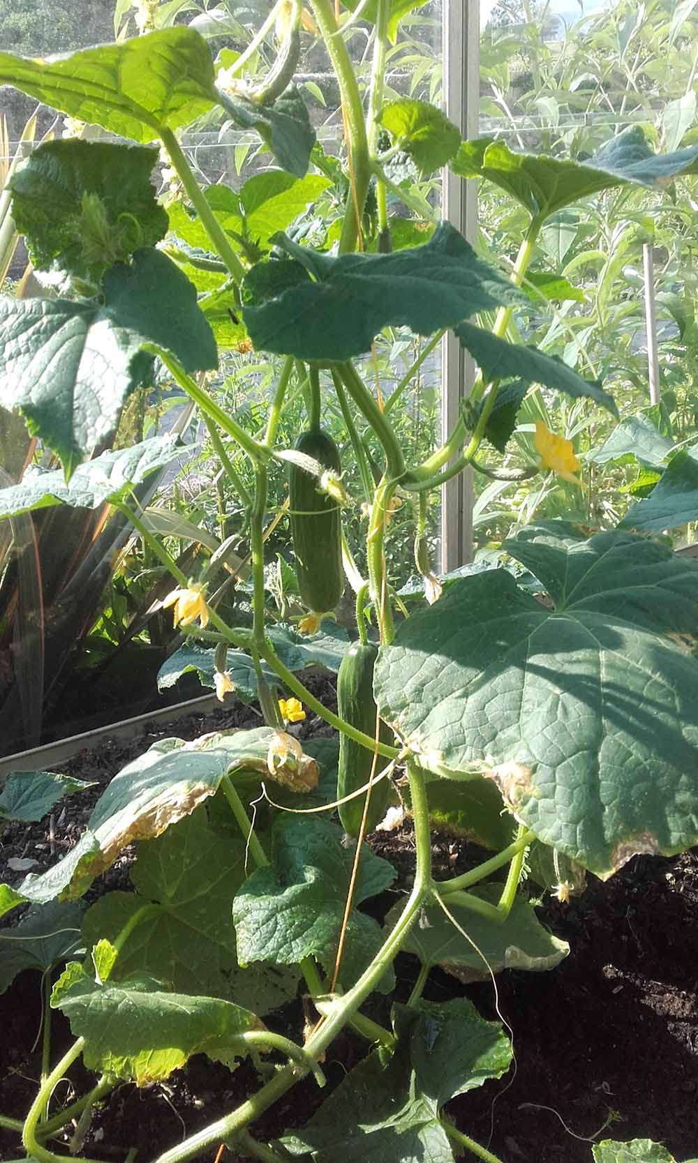 Cucumbers growing