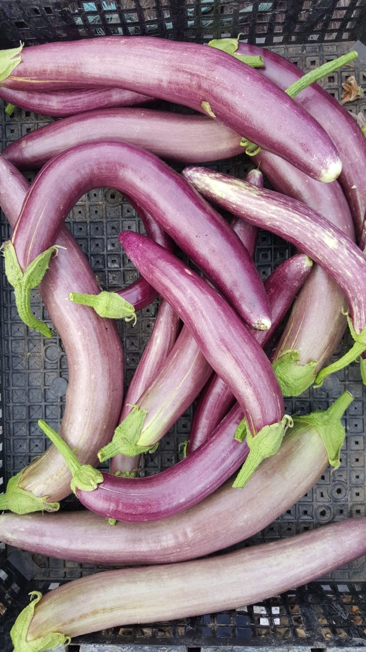 Aubergine crop