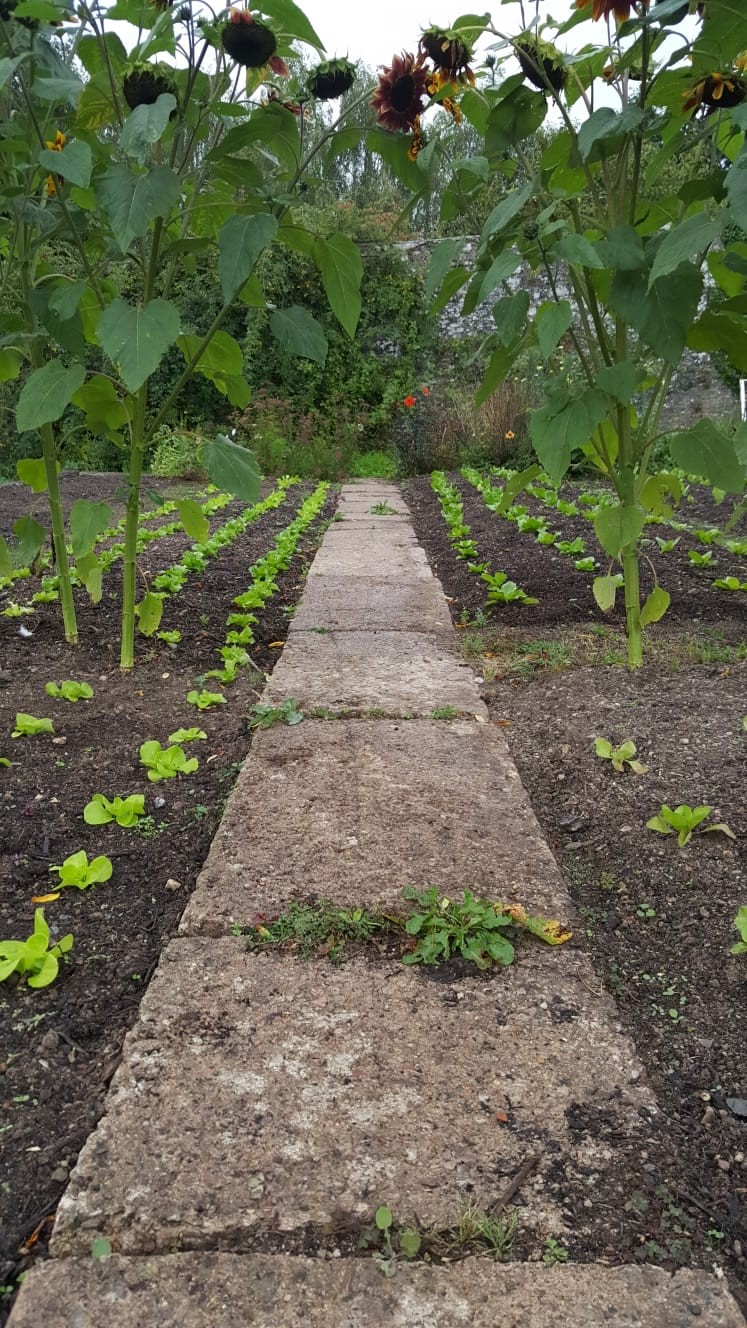 endive and winter lettuce outside