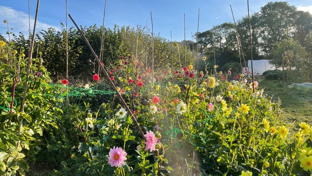 Dahlias in Henri's Field