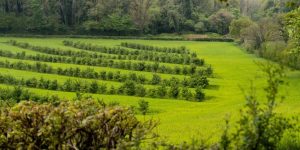 Broadlears agroforestry field