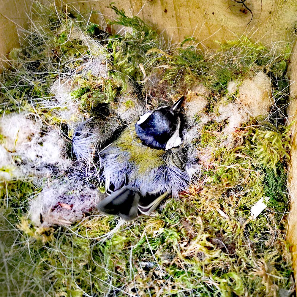 great tit on nest