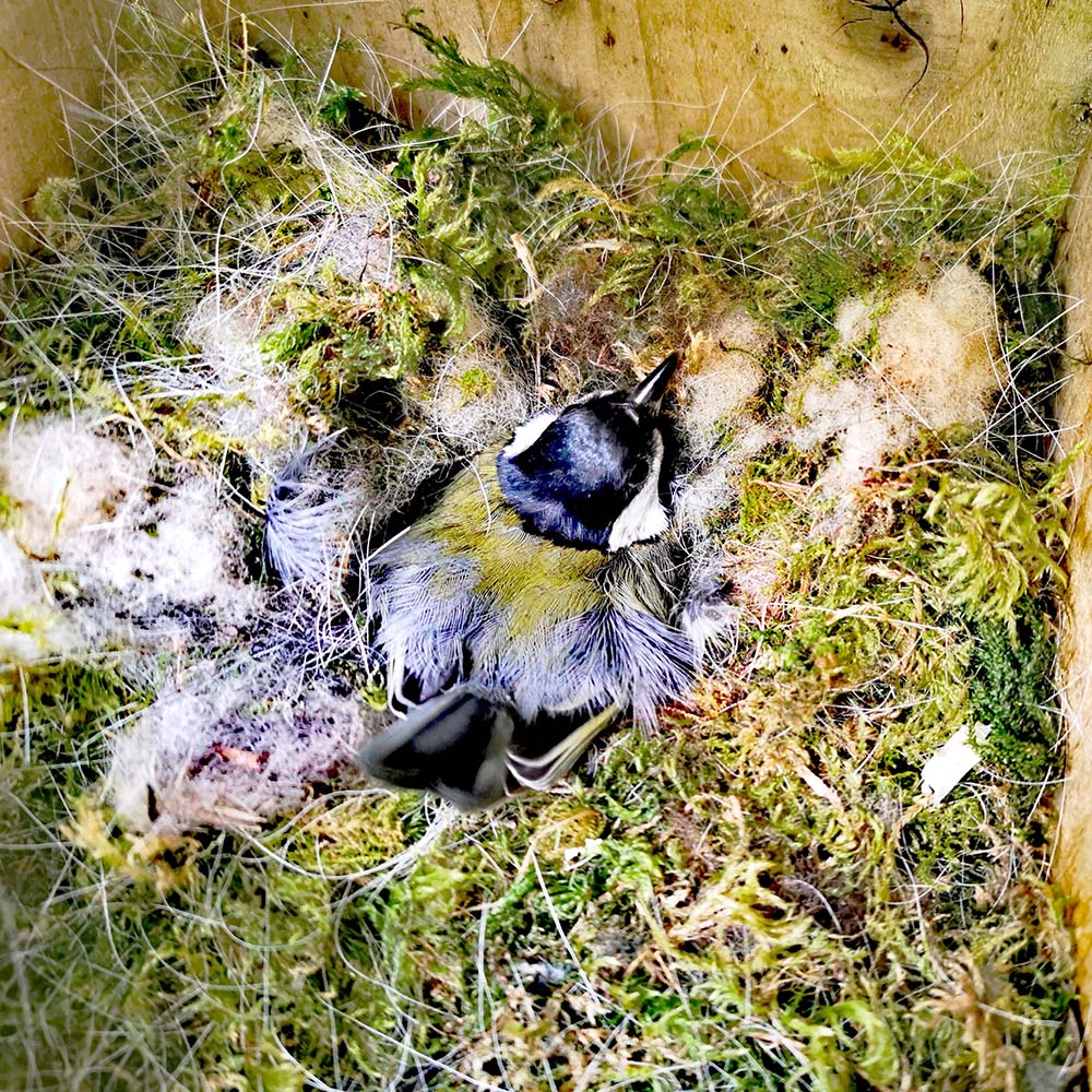 great tit on nest great tit on nest