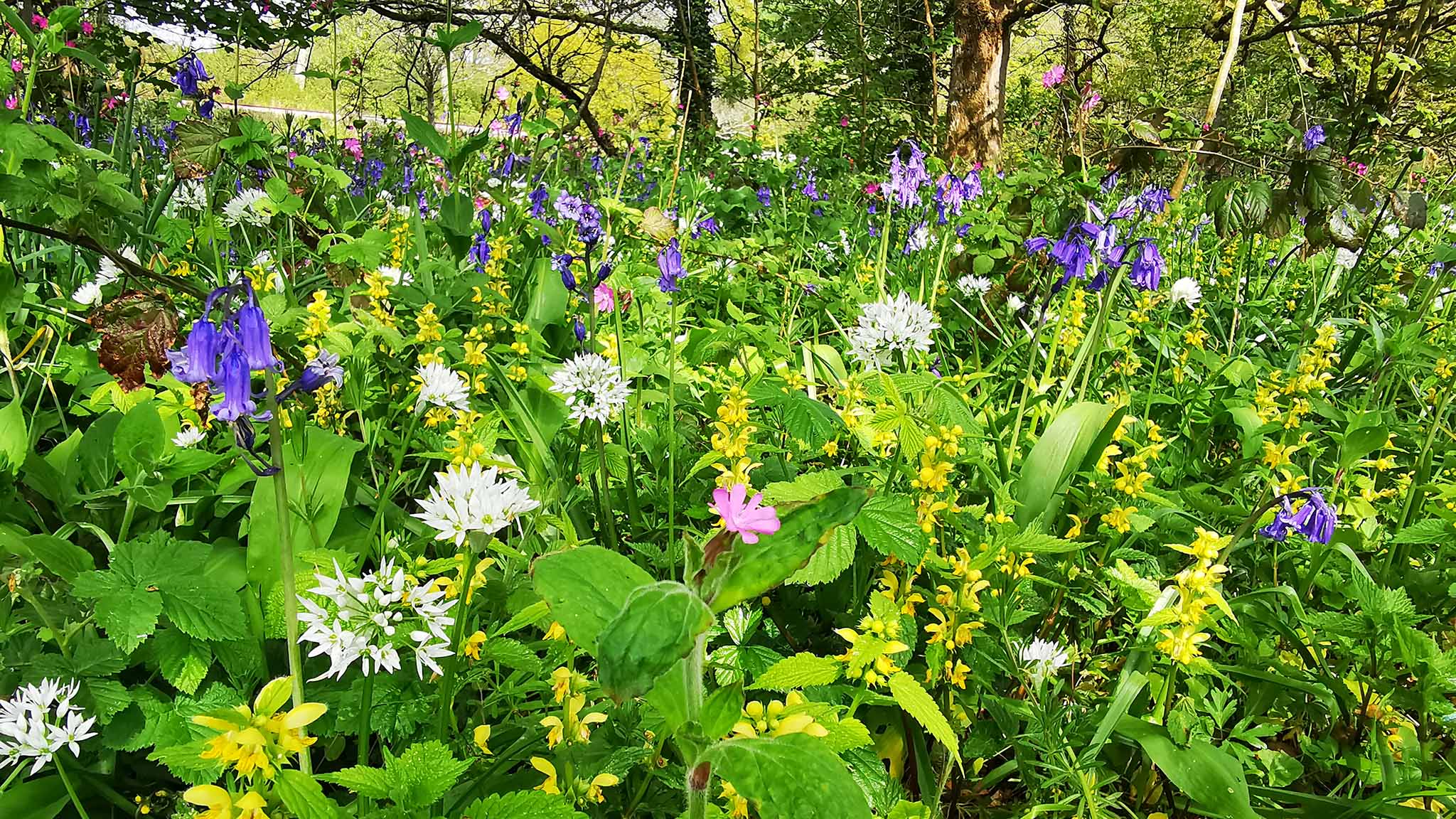 Wildflowers after Bracken Bruising in Higher Marsh