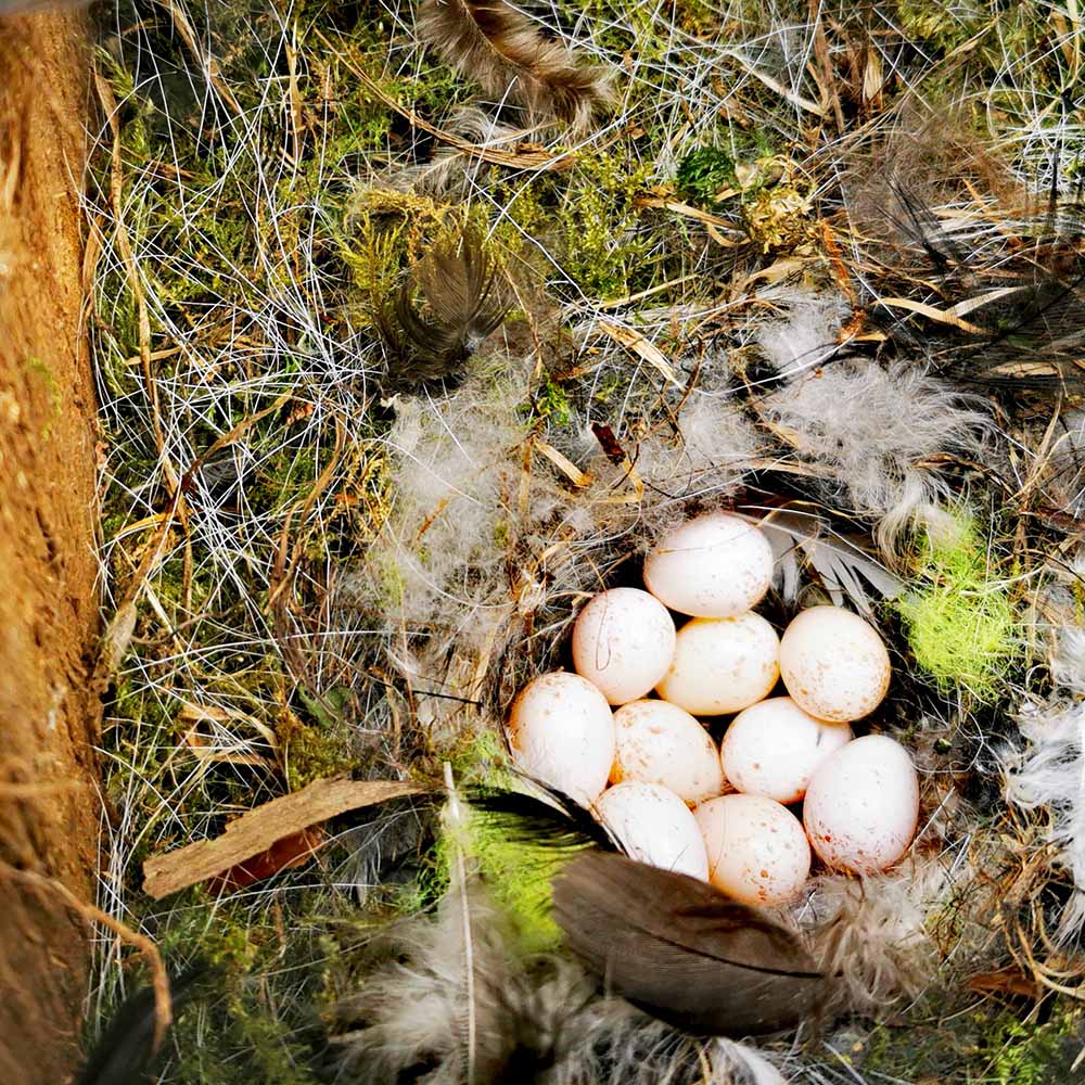 clutch of eggs